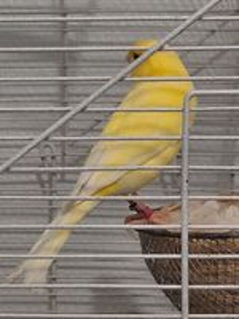   Couples de canaris 