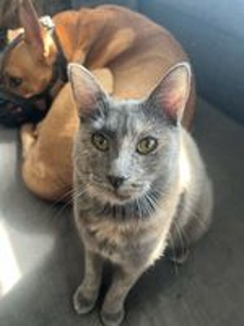   Aika recherche une famille adoptive pour la vie  