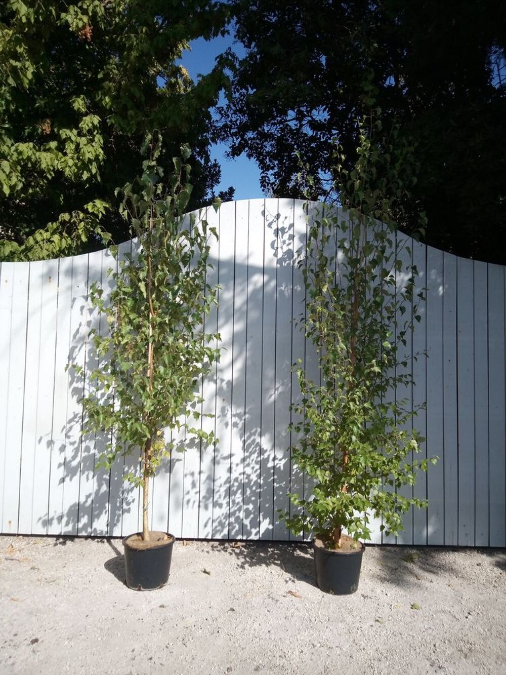 Bouleau Blanc en container. ?????????? Jardin