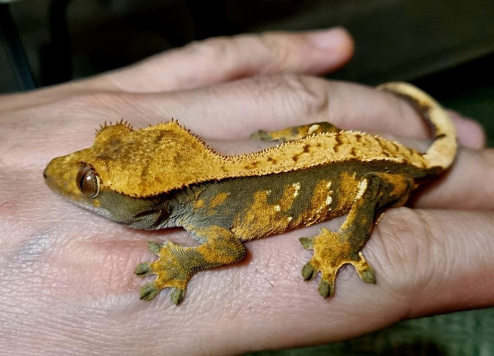   Gecko � cr�te / corelophus ciliatus femelle  