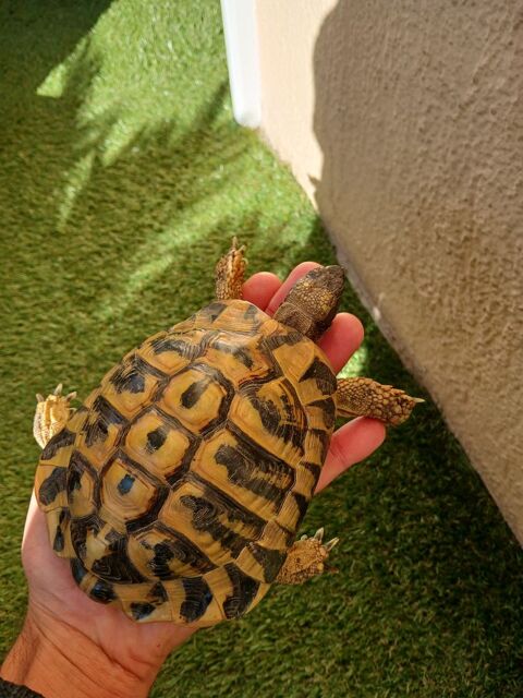 Tortue de terre 150 02430 Gauchy