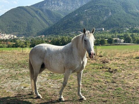 Jument Pur Sang Lusitanienne 11 ans 5000 05700 Serres