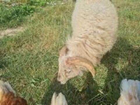   Mouton Ouessant  