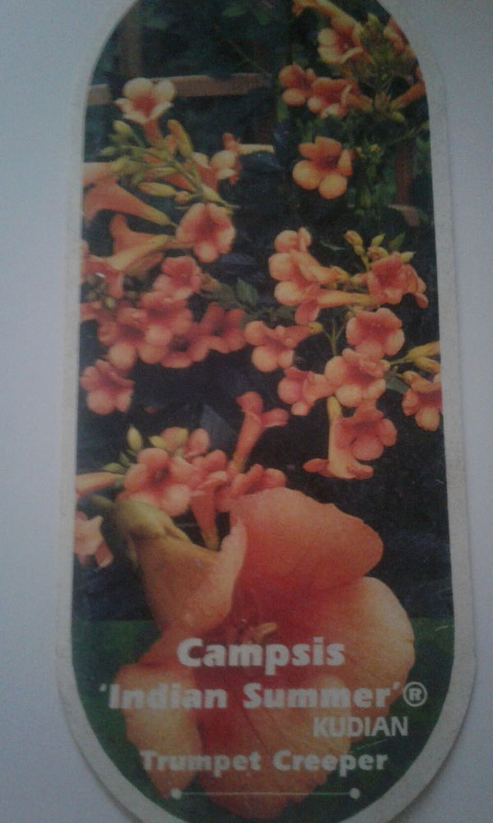 Plant Glycine et plant Campis Indien Jardin