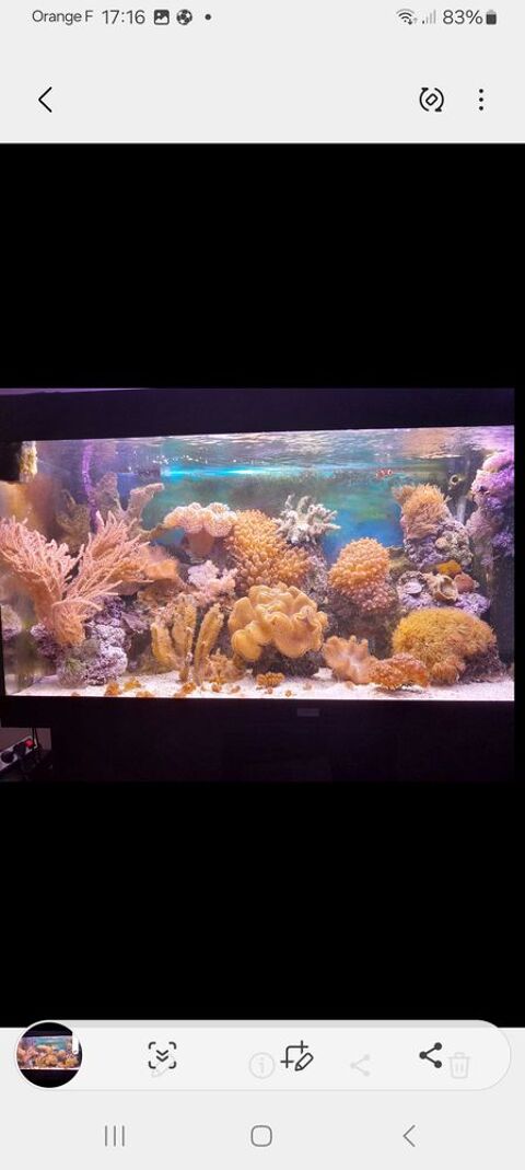 aquarium Ploudalm�zeau (29)