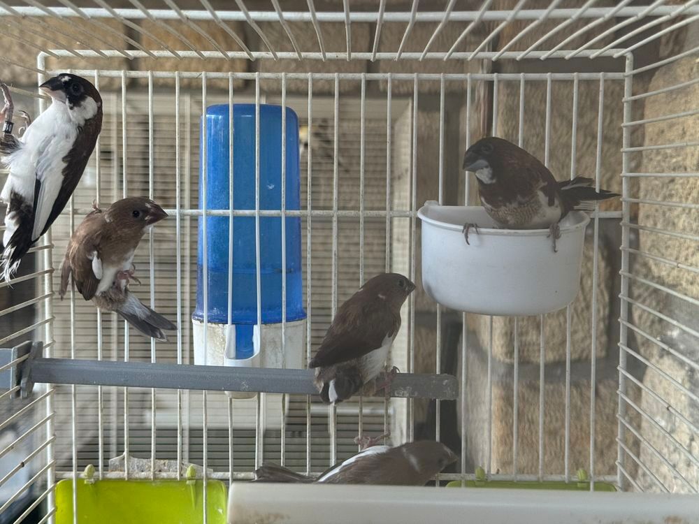   Oiseau moineau du japon 