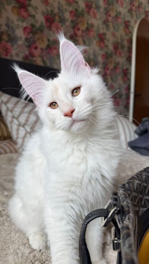 Magnifiques chatons Grands gabarits 1800 74000 Annecy