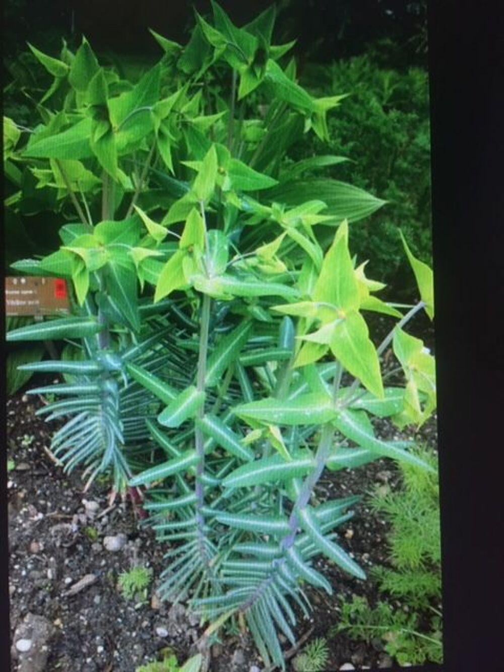 belles vivaces ne g&egrave;lent pas; Jardin
