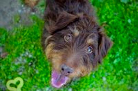   Ulysse, charmant Jagdterrier 