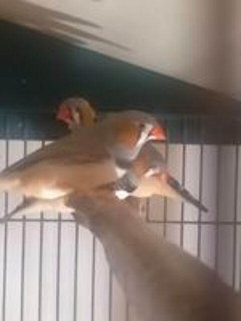   Mandarins  