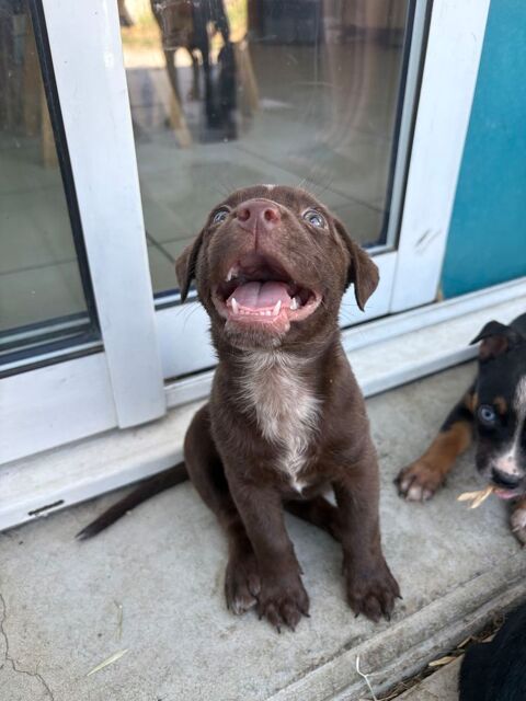 Chiots &agrave; adopter 0 69290 Gr�zieu-la-varenne
