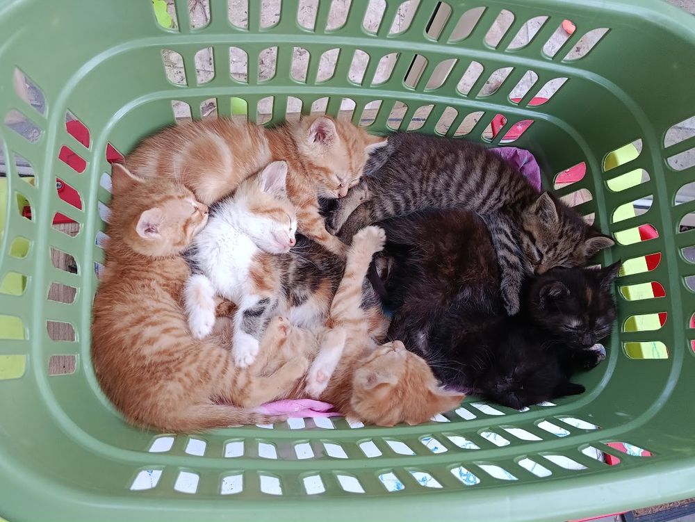   Chatons à adopter 