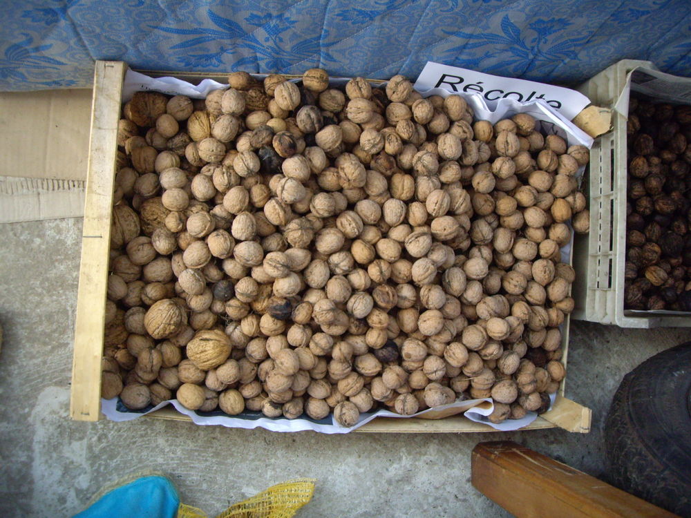 Noix Fraiches BIO non trait&eacute;s r&eacute;colte 2025 + 2024 Cuisine