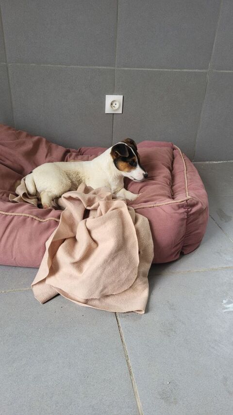 Chiot jack russel 500 02540 Viels-maisons