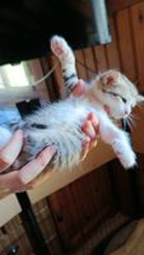   Chatons Val d'Oise 