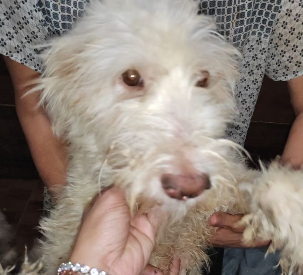   GINO FEMELLE NON STRILISE 1 AN A SAUVER D'GYPTE ADOPTION SEULEMENT  