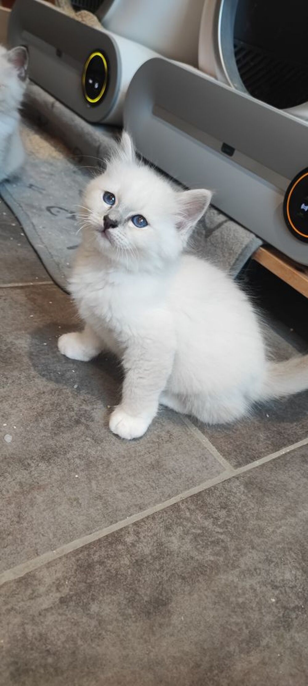   Sacré de Birmanie LOOF (Blue) 