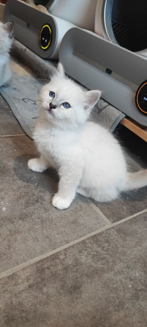 Sacr&eacute; de Birmanie LOOF (Blue) 1300 89310 Annay-sur-serein
