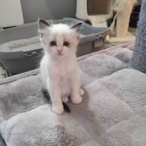  Chaton femelle Ragdoll 