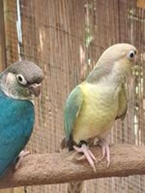   Conures molinae EAM 