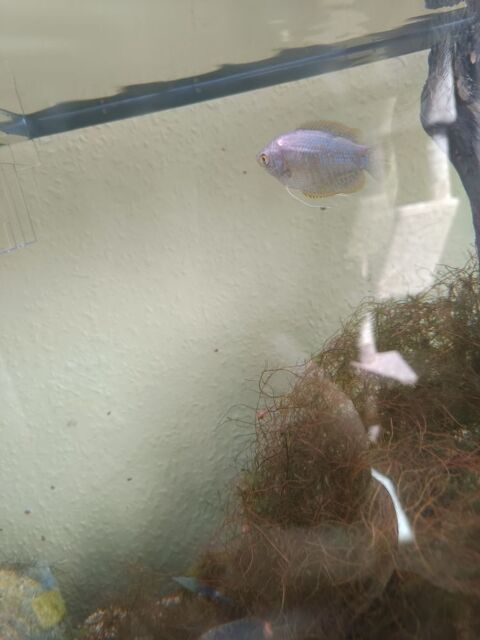 Poisson gourami nain femelle. 0 68280 Sundhoffen
