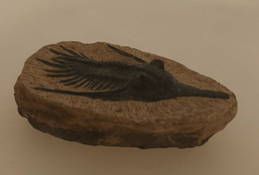 Fossile TRILOBITE sur gangue 