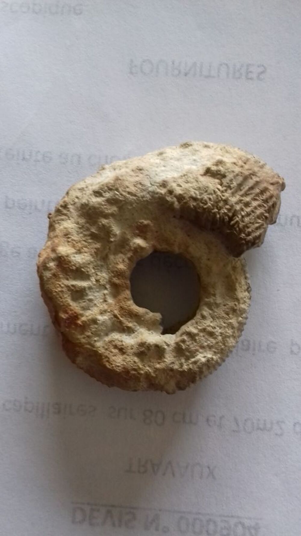Ammonite de 4,8 cms trouv&eacute;e &agrave; Theziers 