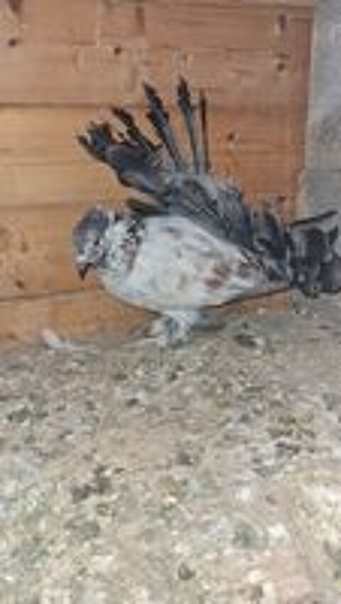   pigeons paons indiens pure race  