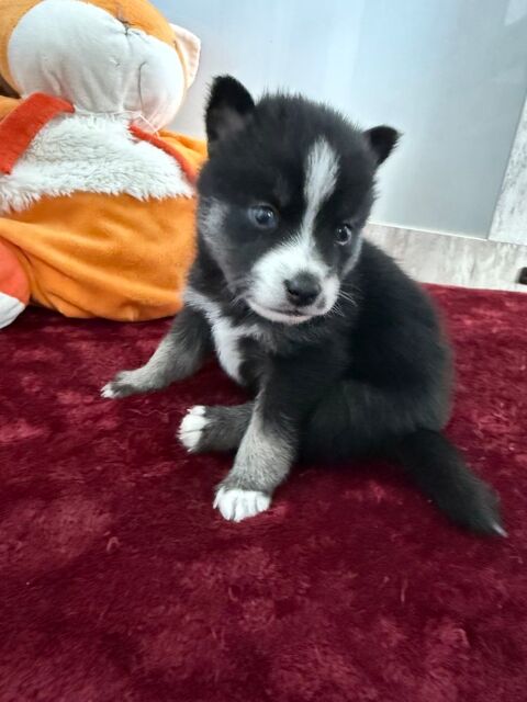 Chiots pomsky &agrave; r&eacute;server 1800 44210 Pornic
