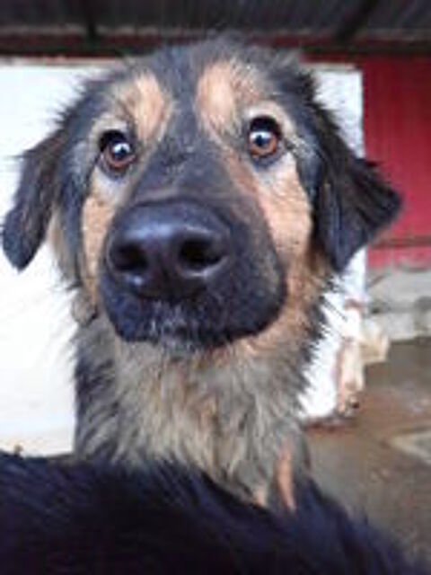   Shiraz à l'adoption 