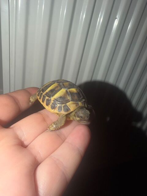 Bb tortue 60 95400 Villiers-le-bel