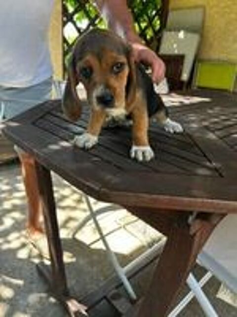   Chiots beagle LOF  