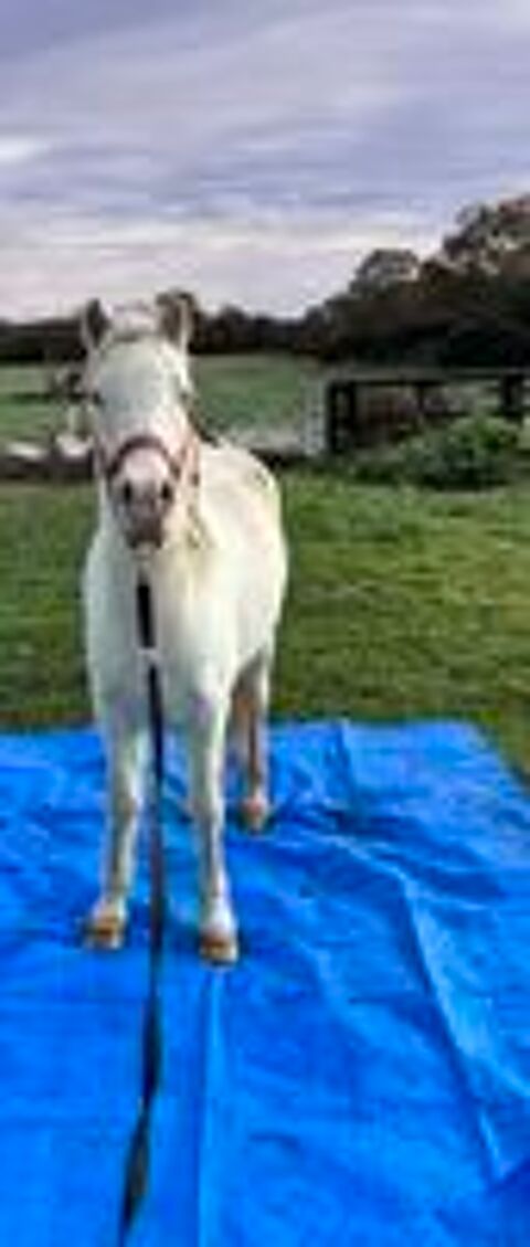   GIPSY, magnifique ponette ONC crme  adopter via l'association UMA 