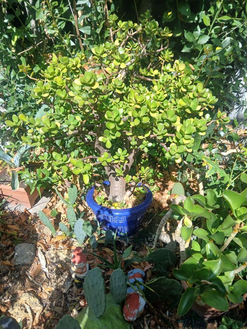Plusieurs plantes vertes d int&eacute;rieur grande et plus petites Jardin