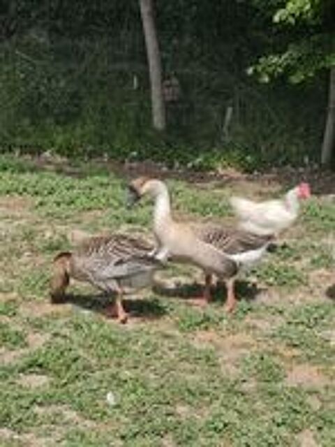   couple d oies 