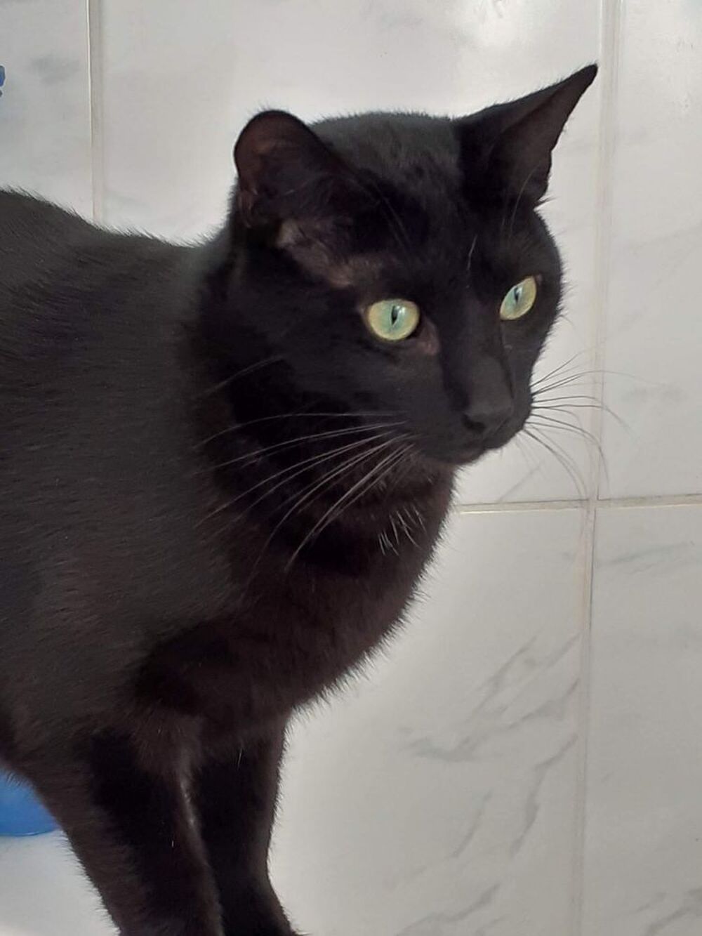   Synik à l'adoption 