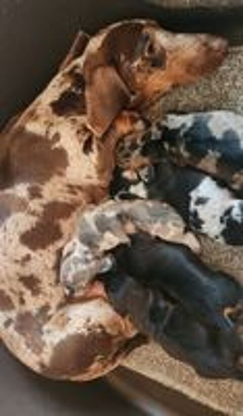   chiot teckel  poils ras  