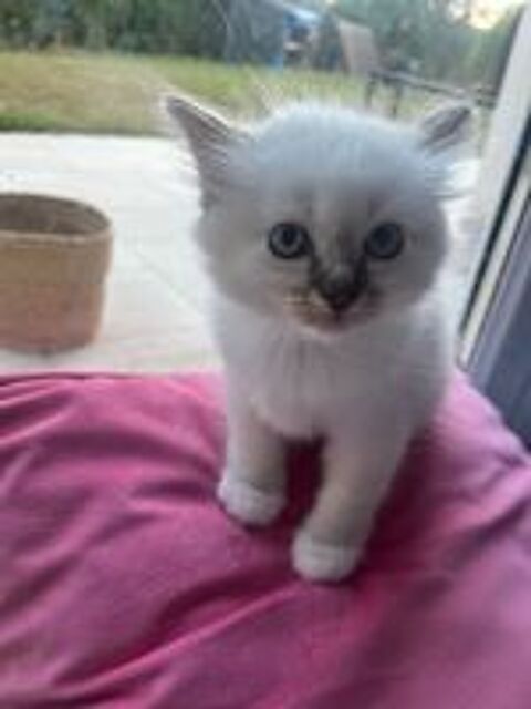   Chaton Sacré de Birmanie LOOF 
