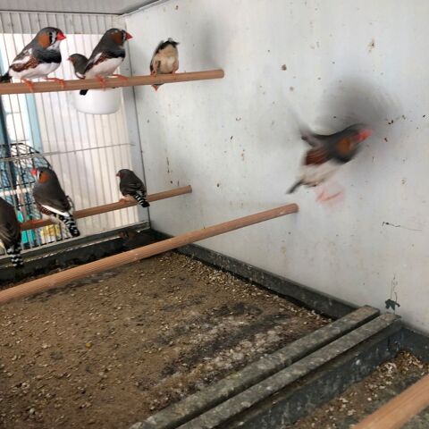 Mandarin 5 17120 Semussac