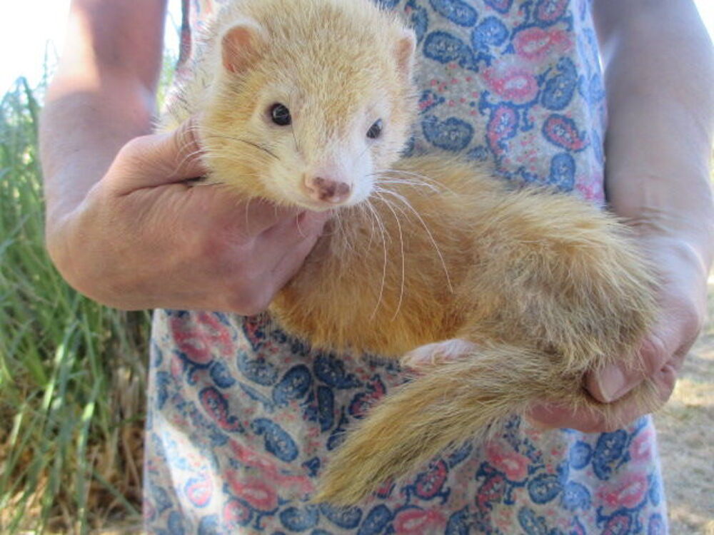   jeune furet mâle et femelle divers couleurs 