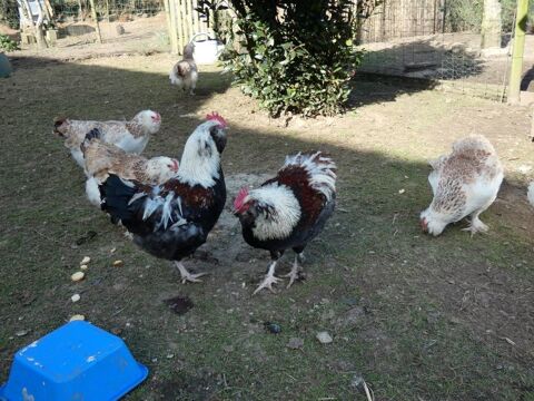 oeufs de faverolles 29140 Rosporden
