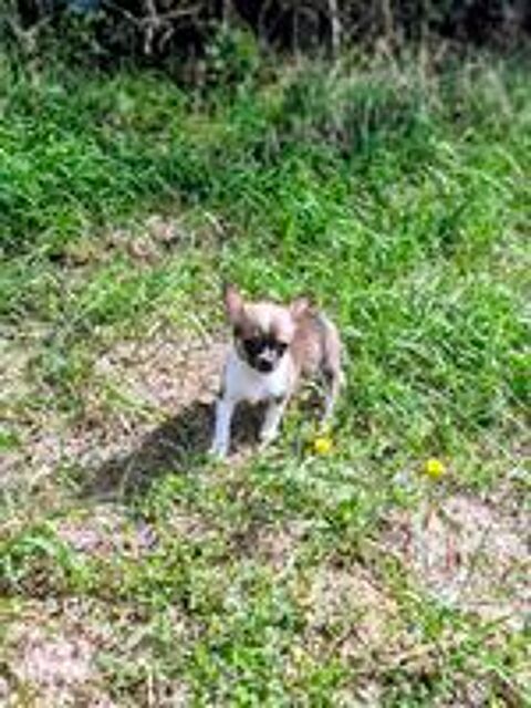   disponible mâle chihuahua non lof fac/ paiement 
