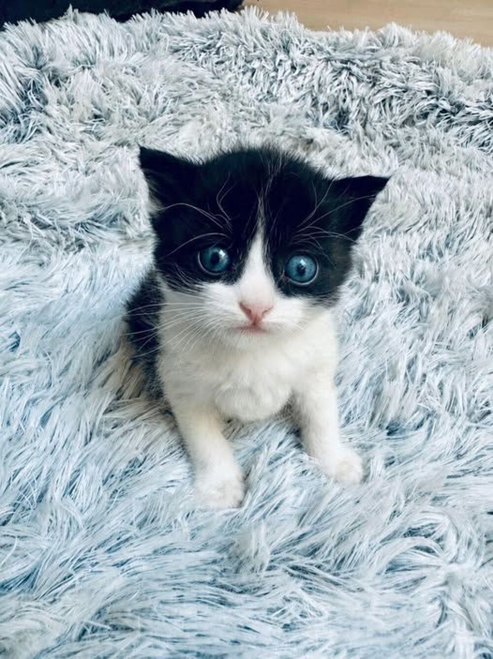   Chat DOUG à la réservation 