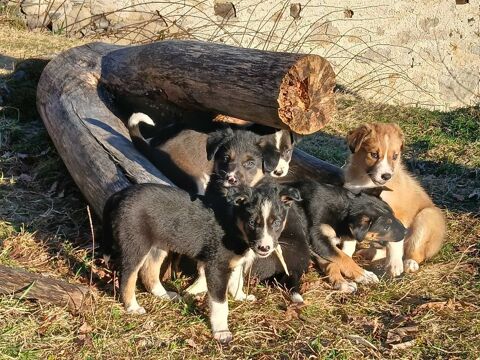 chiots 0 09320 Massat