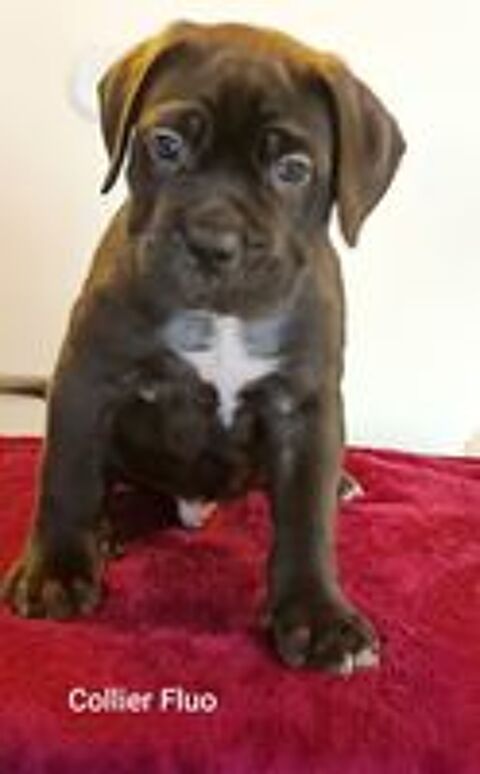   Portée Familiale Cane Corso femelles couleurs fauves rouges  
