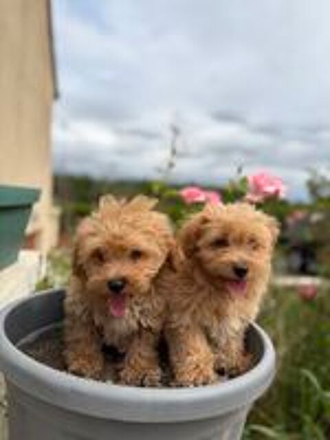   Maltipoo  