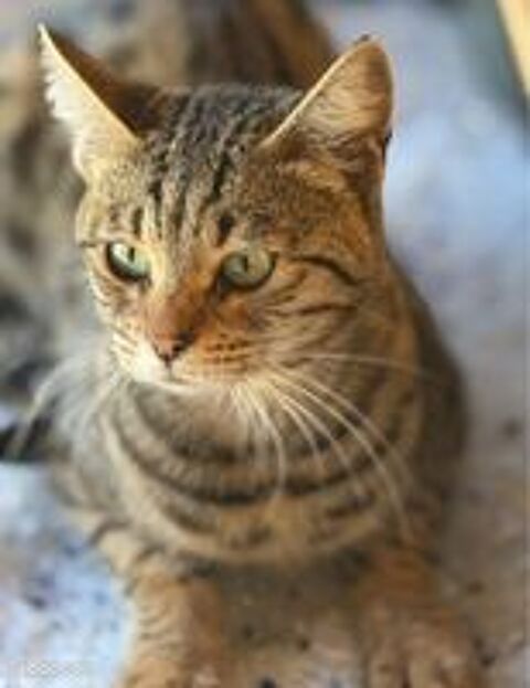   ✨🐾 Umy, sublime Savannah F5 LOOF – beauté sauvage, douceur infinie et prestigieuses origines 💛 