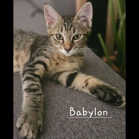 BABYLON 1 07580 Saint-jean-le-centenier