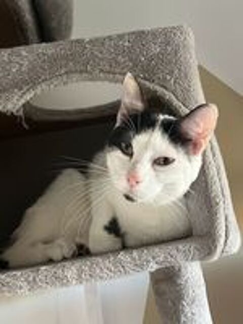   Cookie cherche de bons adoptants  