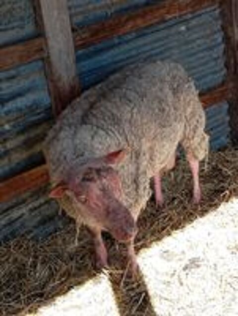   Mouton rouge de l'ouest de 6 ans 